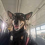 bus, candid, canine, dog, ear, face, happy, harness, human, indoor, leash, light, person, public_transport, reflection, seat, smiling, transportation, travel, window