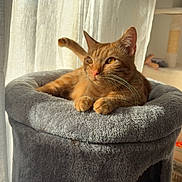 Nika a rejoint le concours — aidez-le/la à gagner de superbes lots ! cat, tabby_cat, orange_cat, pet, feline, cat_bed, sunlight, curtain, indoor, cozy, whiskers, paws, ears, portrait, soft_texture, relaxation, living_room, cat_tower, warm_light, fur