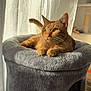 cat, tabby_cat, orange_cat, pet, feline, cat_bed, sunlight, curtain, indoor, cozy, whiskers, paws, ears, portrait, soft_texture, relaxation, living_room, cat_tower, warm_light, fur