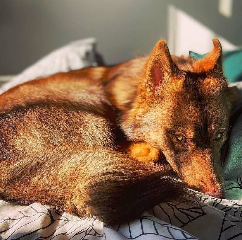 Maddie participe au concours pour gagner de l'argent avec cette photo : canidae, canis, carnivore, companion_dog, dog, dog_breed, fawn, fur, herding_dog, king_shepherd, snout, sporting_group, terrestrial_animal, whiskers, wildlife, window, working_dog