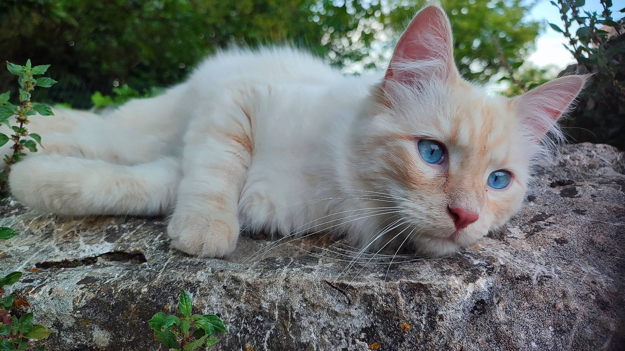 Sparrow participe au concours pour gagner de l'argent avec cette photo : carnivore, cat, claw, domestic_short_haired_cat, fawn, felidae, fur, grass, paw, plant, small_to_medium_sized_cats, snout, soil, tail, terrestrial_animal, tree, whiskers, wildlife, wood