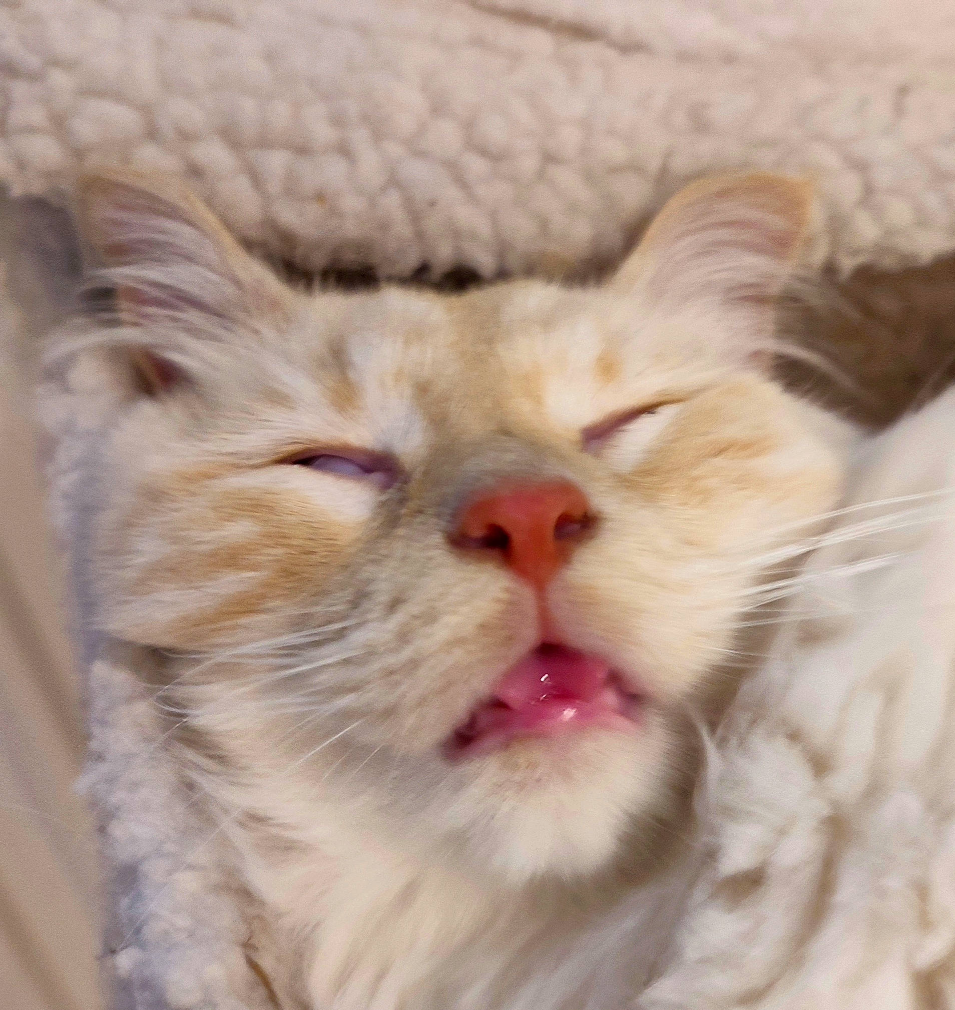 Sparrow participe au concours pour gagner de l'argent avec cette photo : carnivore, cat, claw, comfort, domestic_short_haired_cat, fang, fawn, felidae, fur, paw, small_to_medium_sized_cats, snout, terrestrial_animal, whiskers