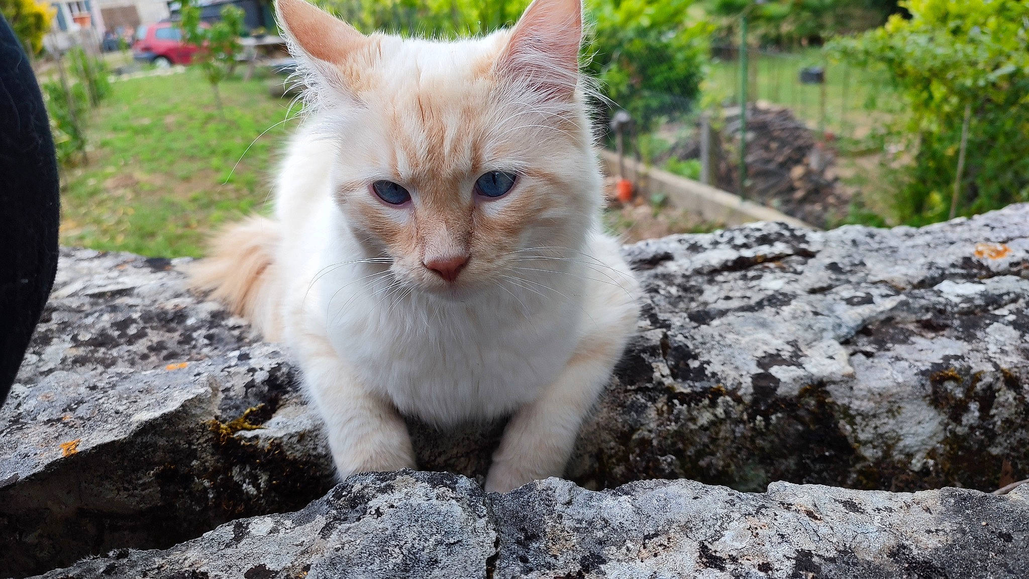 Sparrow participe au concours pour gagner de l'argent avec cette photo : bedrock, carnivore, cat, domestic_short_haired_cat, fawn, felidae, fur, garden, grass, plant, road_surface, rock, sitting, small_to_medium_sized_cats, snout, soil, tail, terrestrial_animal, tree, whiskers