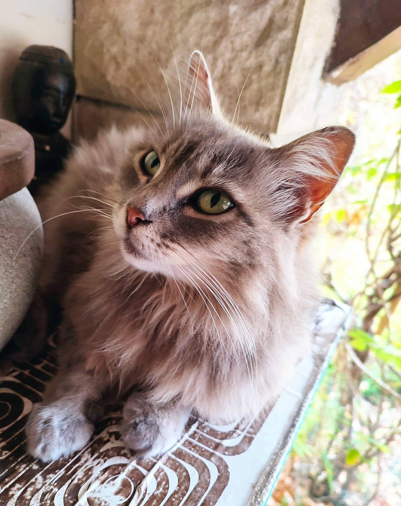 Nuage participe au concours pour gagner de l'argent avec cette photo : british_longhair, carnivore, cat, claw, domestic_short_haired_cat, fawn, felidae, fur, grass, maine_coon, paw, plant, small_to_medium_sized_cats, snout, tail, terrestrial_animal, tree, whiskers, window, wood