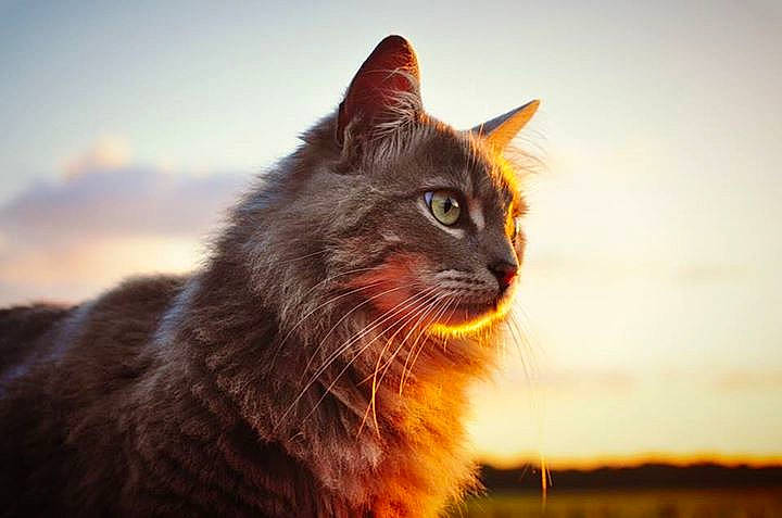 Nuage participe au concours pour gagner de l'argent avec cette photo : automotive_lighting, carnivore, cat, cloud, domestic_short_haired_cat, evening, eye, felidae, fur, grass, iris, plant, sky, small_to_medium_sized_cats, snout, tail, whiskers, wildlife, window, wood