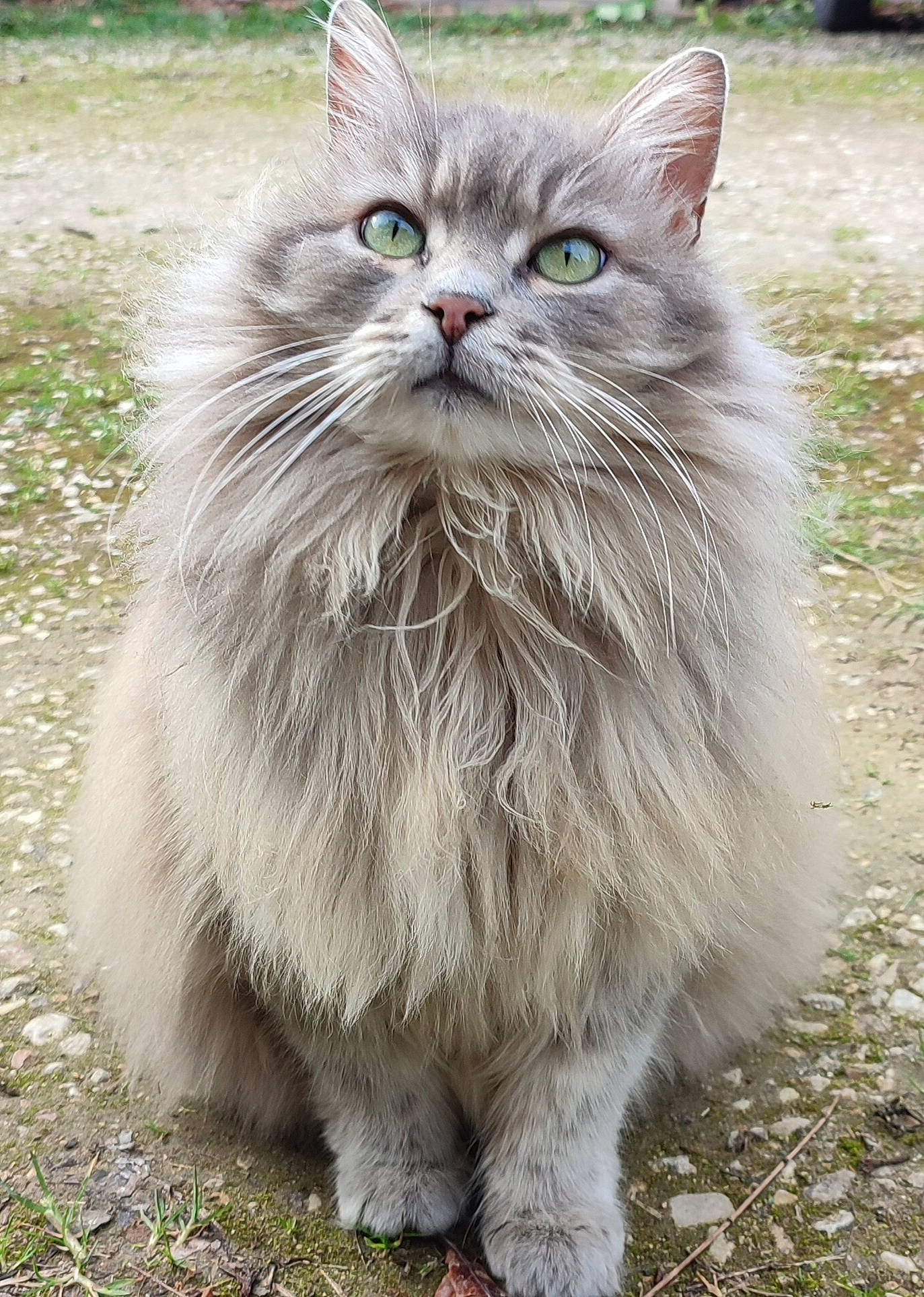 Nuage participe au concours pour gagner de l'argent avec cette photo : british_longhair, carnivore, cat, felidae, fur, grass, motor_vehicle, plant, small_to_medium_sized_cats, snout, terrestrial_animal, tire, vehicle_registration_plate, whiskers, window