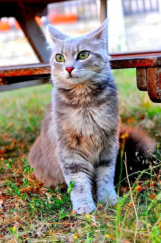 Nuage a rejoint le concours — aidez-le/la à gagner de superbes lots ! carnivore, cat, claw, domestic_short_haired_cat, felidae, fur, grass, plant, sitting, small_to_medium_sized_cats, snout, tail, terrestrial_animal, tree, whiskers, wildlife, wood