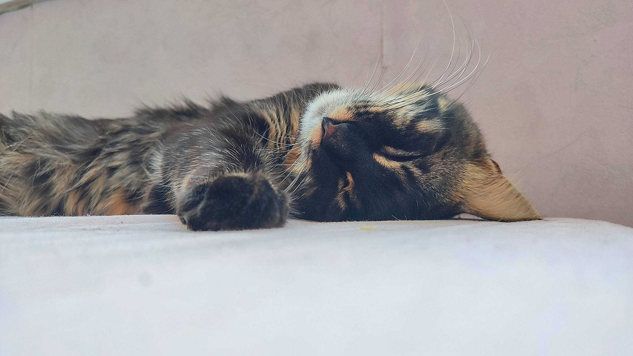 Griffith participe au concours pour gagner de l'argent avec cette photo : carnivore, cat, claw, comfort, domestic_short_haired_cat, eye, felidae, fur, nap, paw, sleep, small_to_medium_sized_cats, snout, sporting_group, tail, terrestrial_animal, whiskers, wildlife, wood