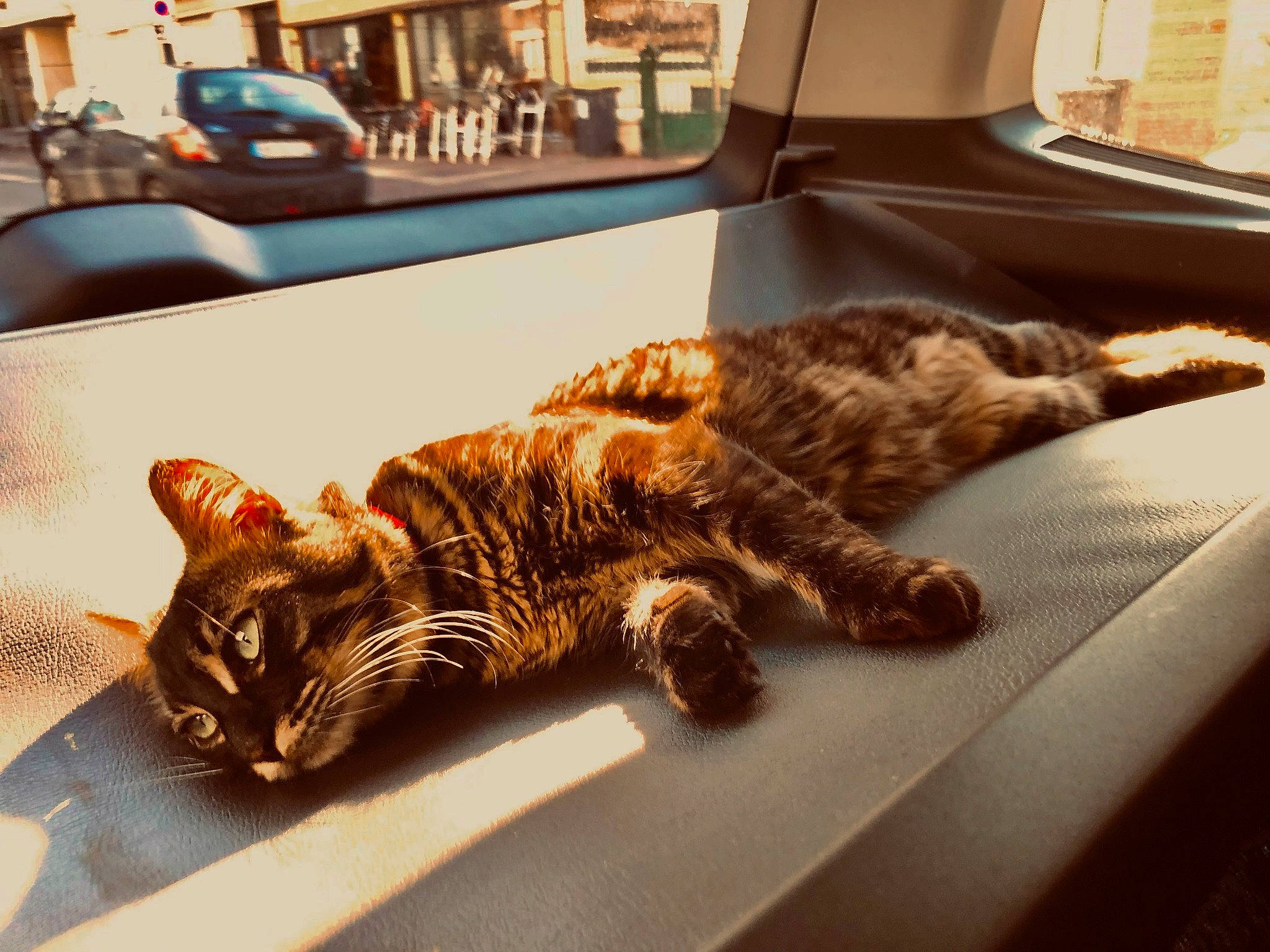Griffith participe au concours pour gagner de l'argent avec cette photo : car, carnivore, cat, claw, comfort, couch, domestic_short_haired_cat, felidae, fur, metal, paw, room, small_to_medium_sized_cats, snout, tail, textile, vehicle, whiskers, window, wood