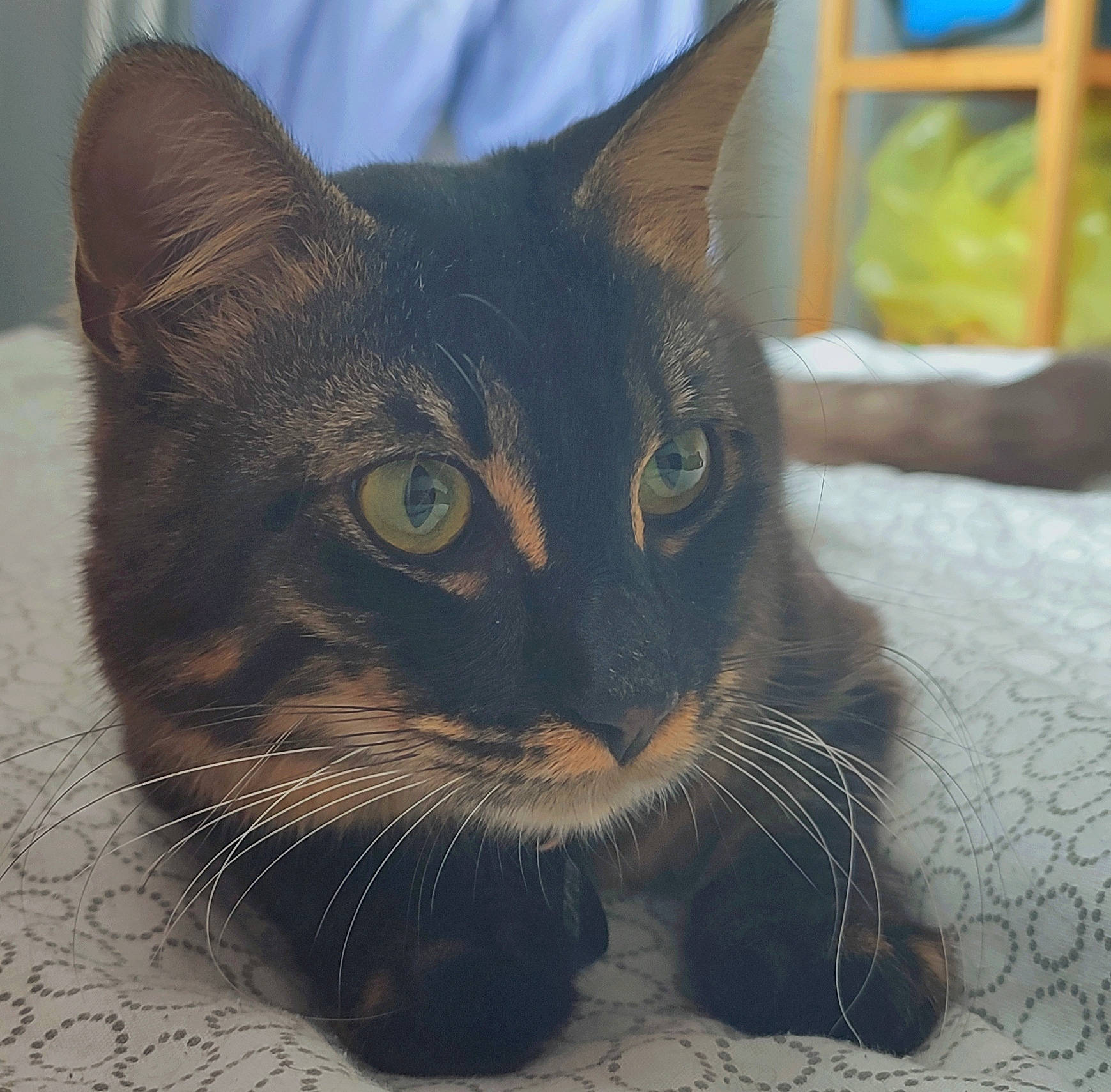 Griffith a rejoint le concours — aidez-le/la à gagner de superbes lots ! carnivore, cat, cat_supply, comfort, domestic_short_haired_cat, felidae, fur, grey, paw, pet_supply, small_to_medium_sized_cats, snout, terrestrial_animal, whiskers, wildlife, window