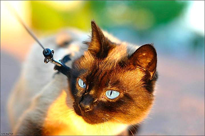 Chanel participe au concours pour gagner de l'argent avec cette photo : cat, close_up, eyelash, fawn, felidae, fur, grass, macro_photography, siamese, small_to_medium_sized_cats, terrestrial_animal, twig, whiskers, wildlife