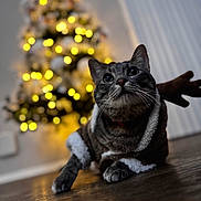 Macario is registered to the contest to win money with this photo: cat, tabby_cat, christmas_tree, holiday, festive_clothing, wooden_floor, indoor, blurred_background, warm_lighting, pet, animal, decorations, lights, cozy, holiday_season, celebration, cute, fur, whiskers, domestic_cat