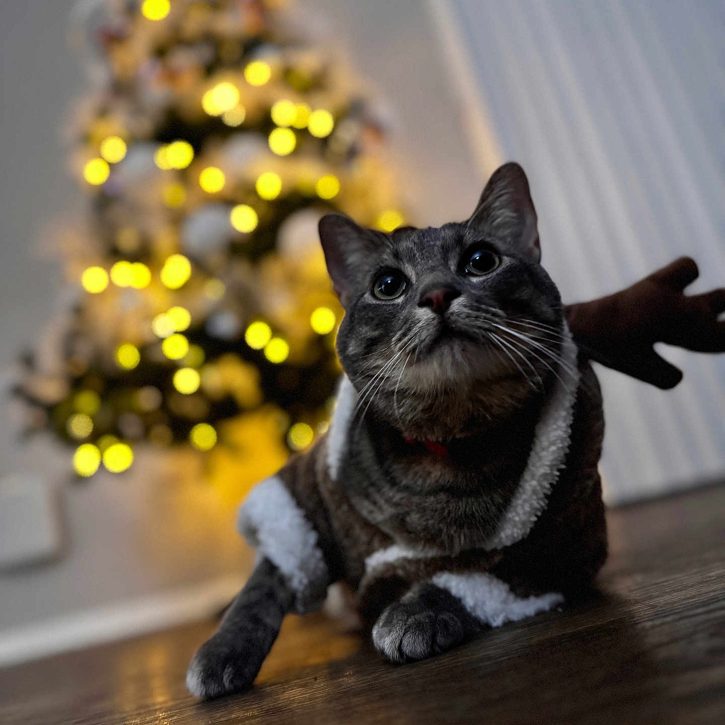 Macario is registered to the contest to win money with this photo: animal, blurred_background, cat, celebration, christmas_tree, cozy, cute, decorations, domestic_cat, festive_clothing, fur, holiday, holiday_season, indoor, lights, pet, tabby_cat, warm_lighting, whiskers, wooden_floor
