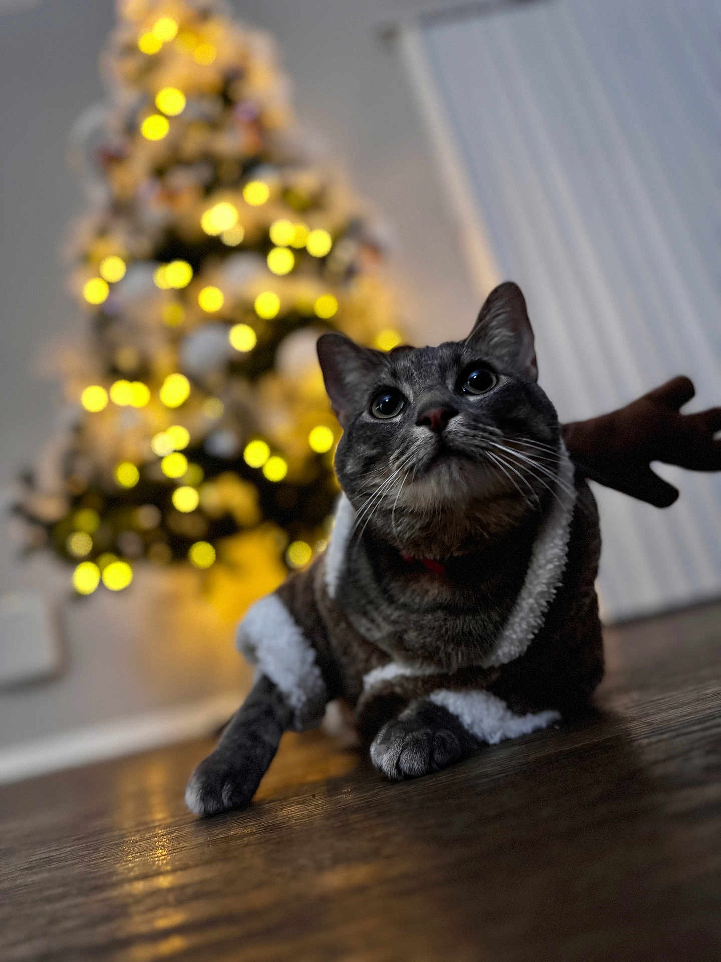 Macario is registered to the contest to win money with this photo: cat, tabby_cat, christmas_tree, holiday, festive_clothing, wooden_floor, indoor, blurred_background, warm_lighting, pet, animal, decorations, lights, cozy, holiday_season, celebration, cute, fur, whiskers, domestic_cat