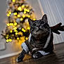 Macario joined the competition — help win amazing prizes! cat, tabby_cat, christmas_tree, holiday, festive_clothing, wooden_floor, indoor, blurred_background, warm_lighting, pet, animal, decorations, lights, cozy, holiday_season, celebration, cute, fur, whiskers, domestic_cat