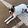 Anna a rejoint le concours — aidez-le/la à gagner de superbes lots ! dog, leash, pavement, brick, outdoor, animal, pet, panting, white, brown, resting, canine, tongue_out, happy, muzzle, fur, walk, sidewalk, closeup, daylight
