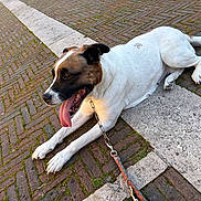 Anna a rejoint le concours — aidez-le/la à gagner de superbes lots ! dog, tongue_out, leash, pavement, brick, outdoor, pet, canine, resting, white_fur, brown_fur, black_fur, side_view, sunlight, animal, muzzle, collar, relaxed, daylight, walk
