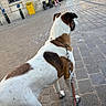 Anna participe au concours pour gagner de l'argent avec cette photo : dog, leash, street, cobblestone, brown_and_white, building, person, sidewalk, urban, walking, daylight, outdoor, canine, pavement, collar, pet, background, yellow_mailbox, walking_person, city