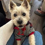 Snoopy participe au concours pour gagner de l'argent avec cette photo : dog, pet, indoor, hoodie, clothing, lap, furry, cute, animal, looking_up, white_fur, ears, eyes, person, legs, jeans, floor, slippers, home, cozy