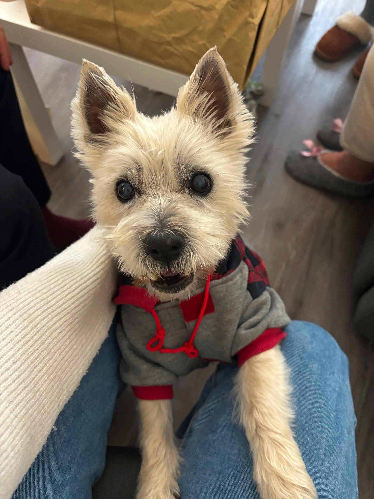 Snoopy participe au concours pour gagner de l'argent avec cette photo : dog, pet, indoor, hoodie, clothing, lap, furry, cute, animal, looking_up, white_fur, ears, eyes, person, legs, jeans, floor, slippers, home, cozy