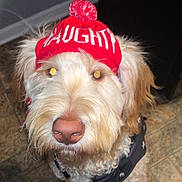 River joined the competition — help win amazing prizes! adorable, animal, canine, close_up, curly_fur, cute, dog, domestic_animal, floor, hat, indoor, light_brown_fur, looking_up, mammal, pet, pom_pom, portrait, red_hat, tile_floor, winter_hat