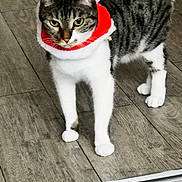 Ruby a rejoint le concours — aidez-le/la à gagner de superbes lots ! cat, tabby, white_paws, floor, wooden_floor, indoor, pet, animal, curious, standing, collar, festive, red, white, ears, whiskers, tail, fur, domestic_cat, holiday