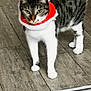 cat, tabby, white_paws, floor, wooden_floor, indoor, pet, animal, curious, standing, collar, festive, red, white, ears, whiskers, tail, fur, domestic_cat, holiday