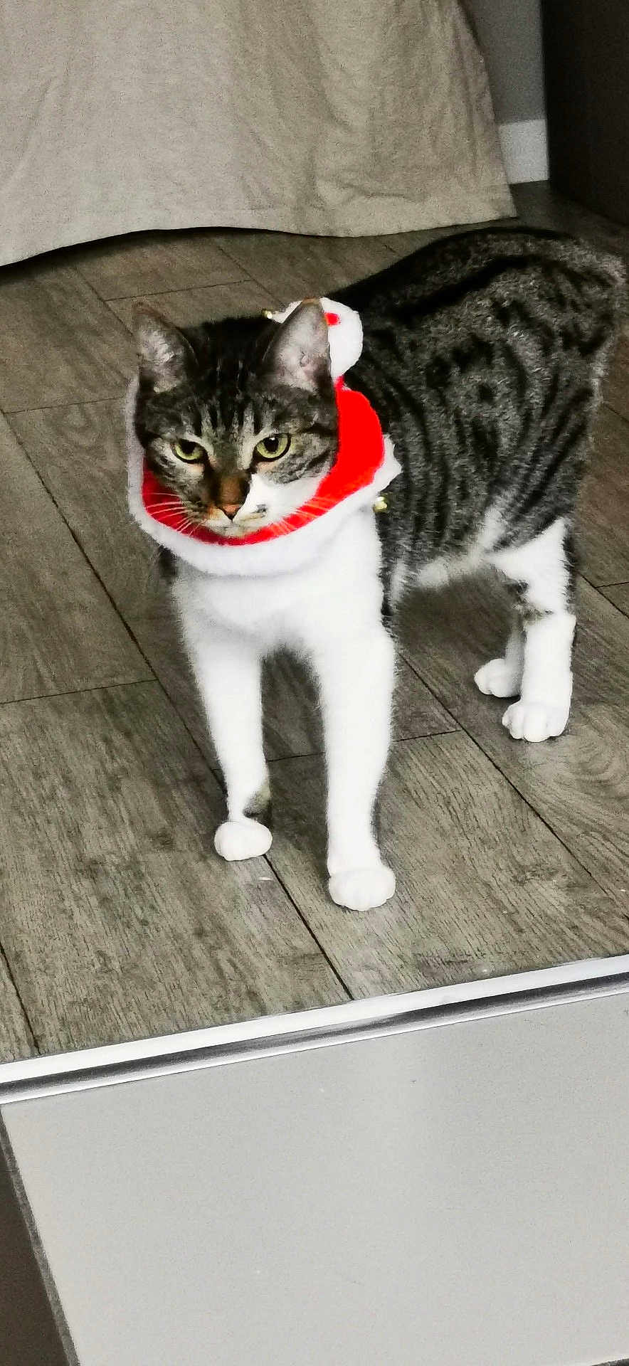 Ruby a rejoint le concours — aidez-le/la à gagner de superbes lots ! cat, tabby, white_paws, floor, wooden_floor, indoor, pet, animal, curious, standing, collar, festive, red, white, ears, whiskers, tail, fur, domestic_cat, holiday