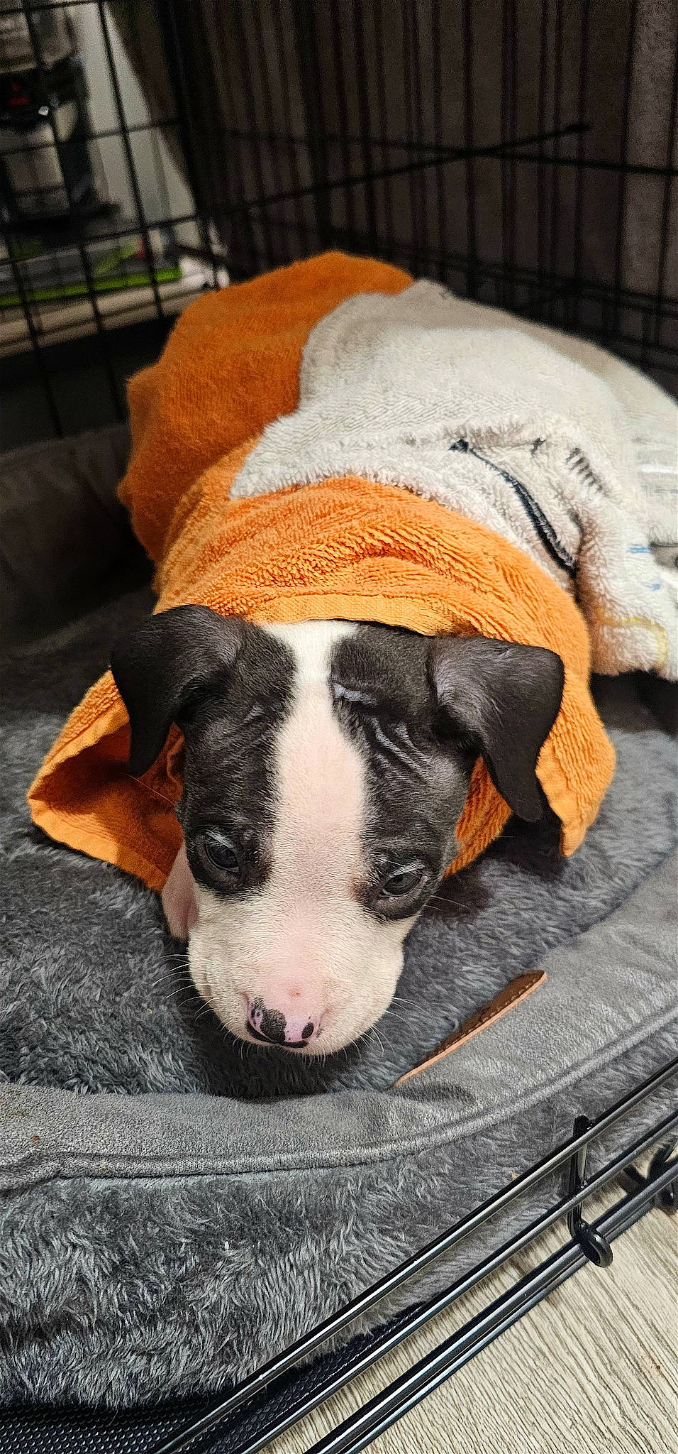 Bruno is registered to the contest to win money with this photo: carnivore, comfort, companion_dog, dog, dog_breed, fawn, fur, hat, human_leg, nap, non_sporting_group, paw, puppy, snout, sporting_group, tail, terrestrial_animal, whiskers, wood, working_animal