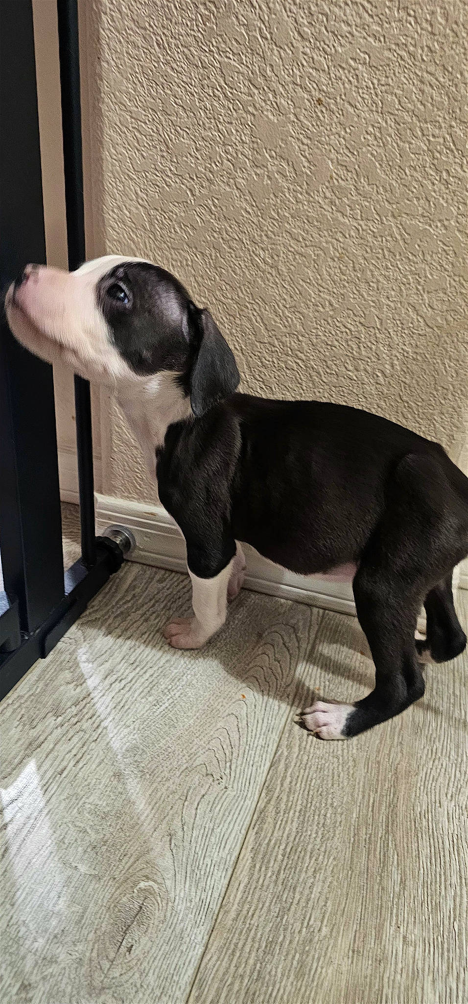 Bruno joined the competition — help win amazing prizes! carnivore, comfort, companion_dog, dog, dog_breed, dog_supply, flooring, grey, hound, metal, pet_supply, scent_hound, snout, sporting_group, tail, terrestrial_animal, whiskers, working_animal