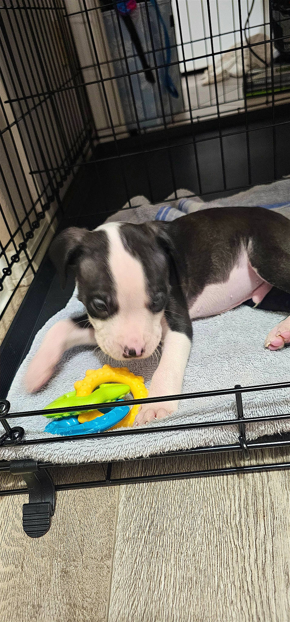 Bruno is registered to the contest to win money with this photo: animal_shelter, cage, canidae, carnivore, comfort, companion_dog, dog_breed, fawn, fur, human_leg, livestock, mammal, pet_supply, snout, sporting_group, tableware, tail, vertebrate, whiskers, working_animal