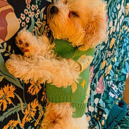 Icelynn is registered to the contest to win money with this photo: dog, sleeping, green_sweater, fluffy, cute, pet, indoor, blanket, floral_pattern, cozy, resting, small_dog, fur, animal, cute_pet, peaceful, relaxed, soft, comfort, lying_down