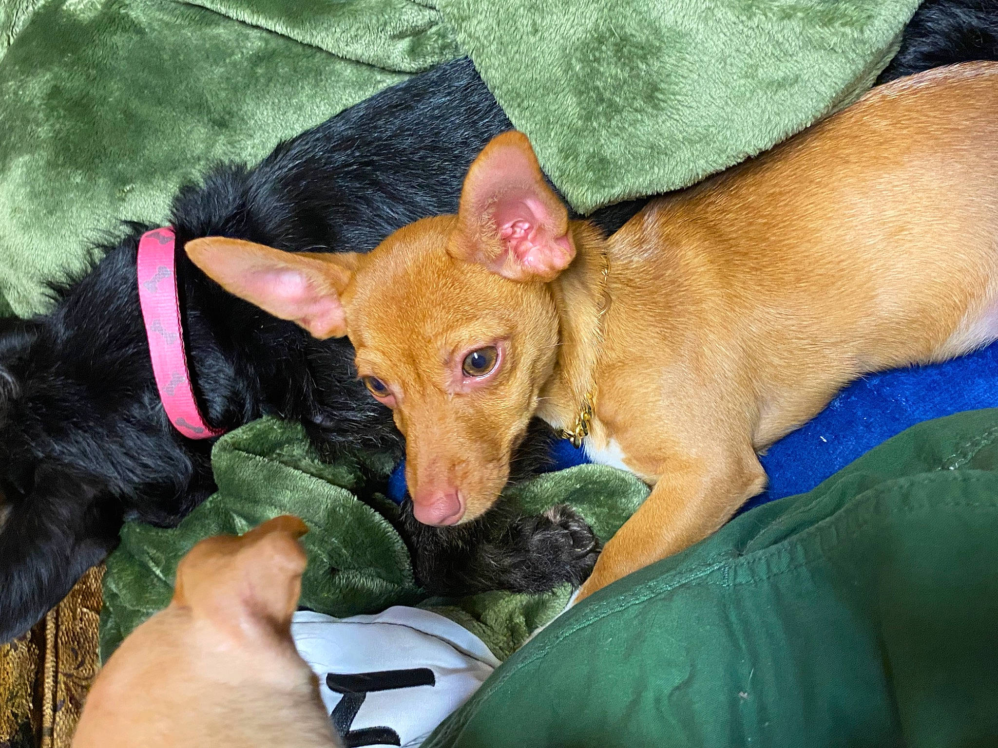 Pebbles joined the competition — help win amazing prizes! canidae, carnivore, comfort, companion_dog, dog, dog_breed, dog_supply, ear, fawn, fur, grass, liver, non_sporting_group, puppy, snout, sporting_group, terrestrial_animal, toy_dog, whiskers, working_animal