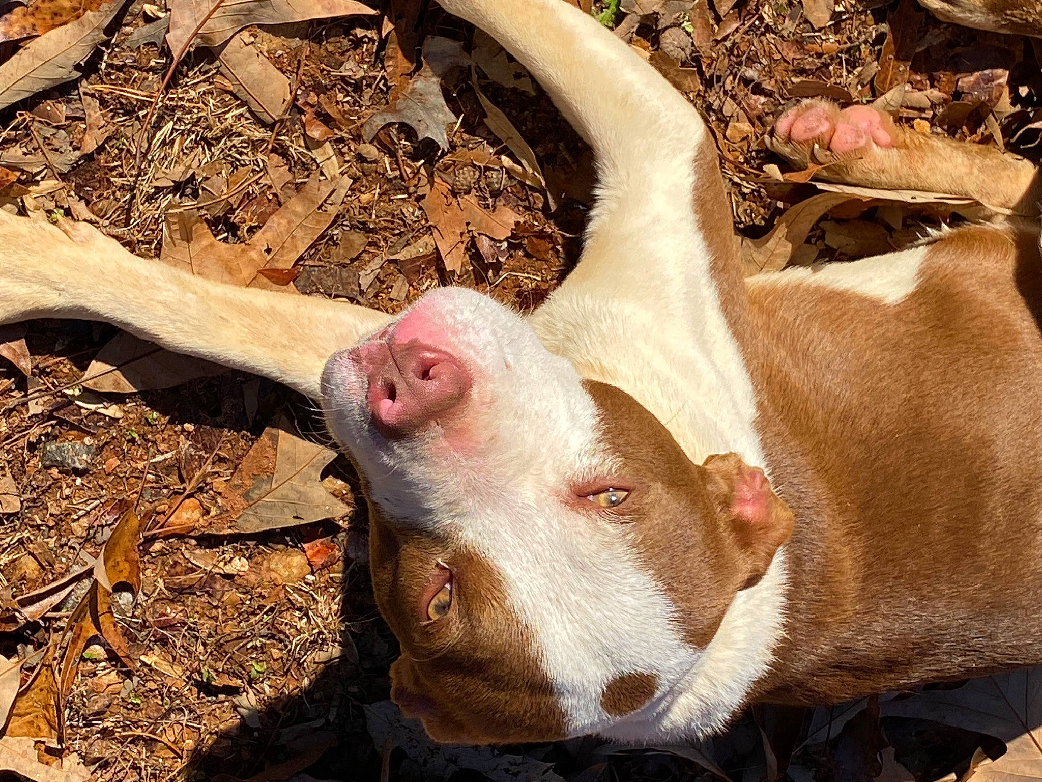 Pebbles is registered to the contest to win money with this photo: cow_goat_family, dog_breed, domestic_pig, eye, fawn, flesh, fur, grass, landscape, livestock, natural_material, snout, soil, suidae, terrestrial_animal, wildlife, wood, working_animal