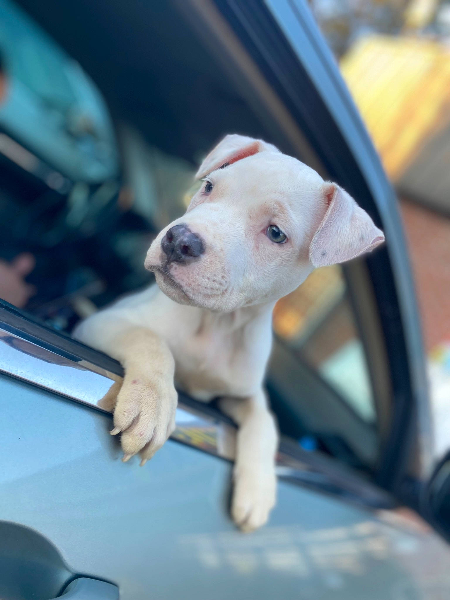 Big Sexy is registered to the contest to win money with this photo: automotive_design, automotive_exterior, automotive_lighting, automotive_mirror, bumper, car, carnivore, collar, companion_dog, dog, dog_breed, door, fawn, hood, motor_vehicle, rear_view_mirror, snout, vehicle, vehicle_door, windscreen_wiper