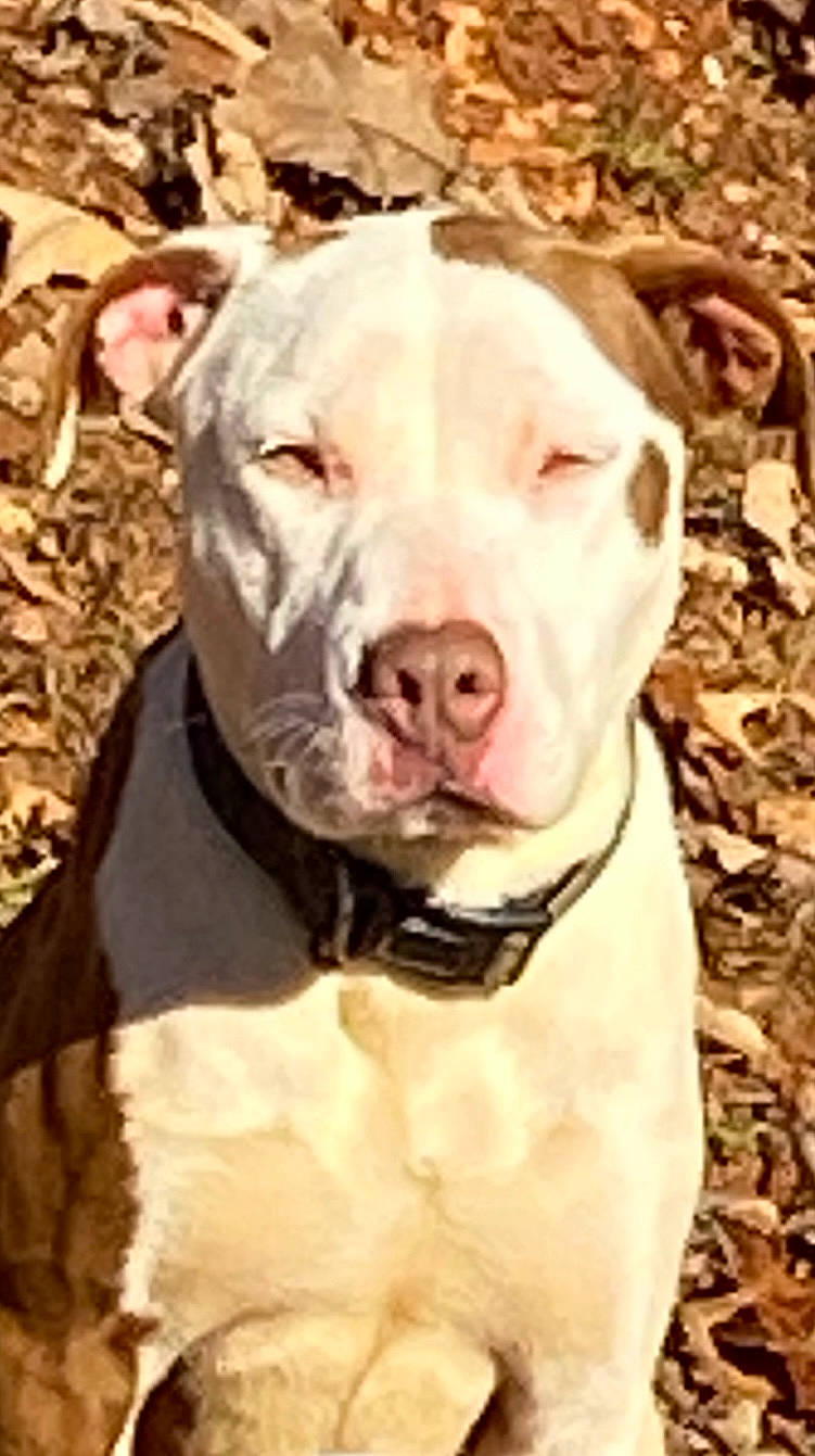 Pearl Rose joined the competition — help win amazing prizes! canidae, carnivore, collar, companion_dog, dog, dog_breed, dog_collar, fawn, fur, head, jaw, livestock, non_sporting_group, pet_supply, snout, sporting_group, terrestrial_animal, whiskers, working_animal, working_dog