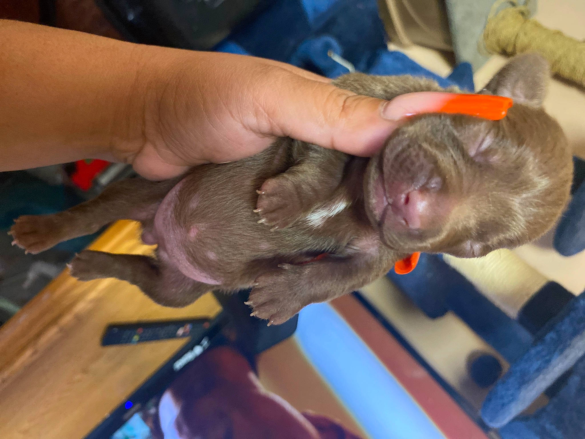 Brownie is registered to the contest to win money with this photo: canidae, dog_breed, ear, fawn, felidae, finger, fish, fur, gesture, liver, nail, primate, sporting_group, veterinarian, wood, wrinkle