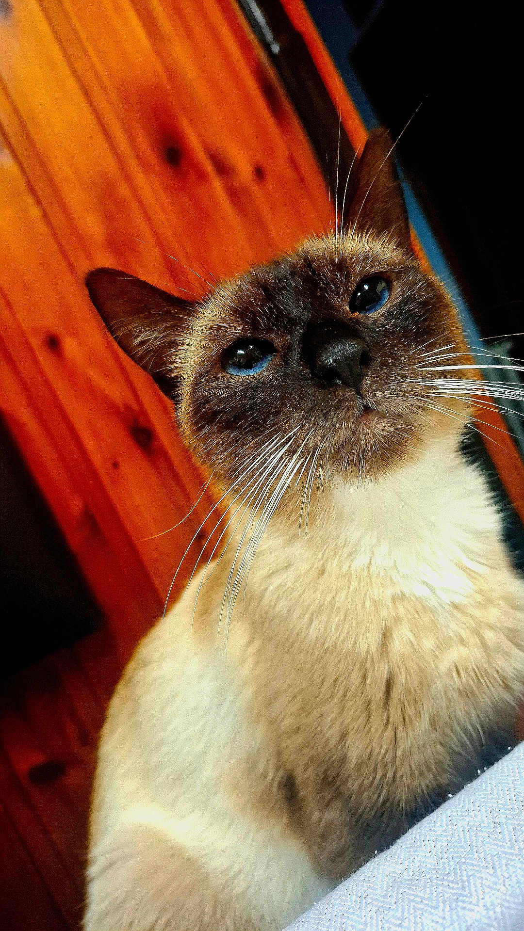 Flocon participe au concours pour gagner de l'argent avec cette photo : cat, siamese_cat, whiskers, blue_eyes, close_up, pet, animal, feline, indoor, wooden_background, fur, face, curious, portrait, domestic_animal, mammal, ears, nose, cute, looking