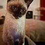 cat, siamese, kitten, blue_eyes, ears, whiskers, paws, fur, pet, domestic_animal, indoor, curious, sitting, close_up, soft_background, young_cat, cute, animal, feline, portrait