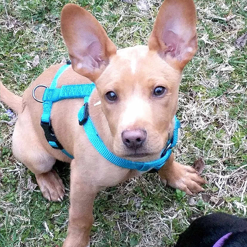 Cezar