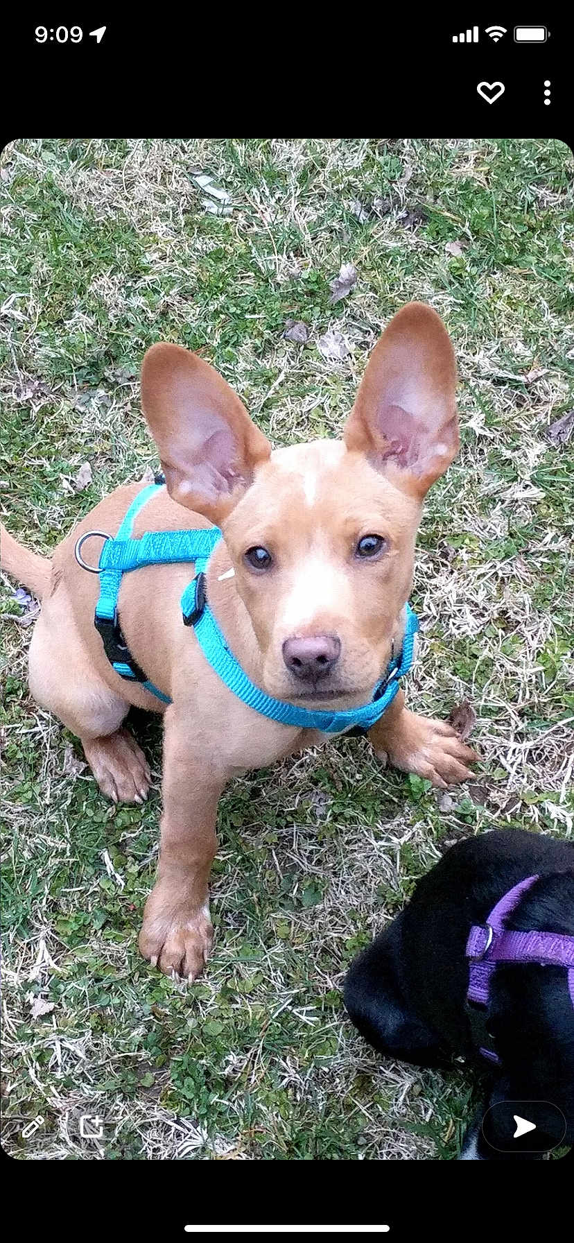 Cezar