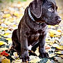 Cyrius participe au concours pour gagner de l'argent avec cette photo : puppy, dog, labrador, chocolate, autumn, leaves, outdoor, pet, animal, fall, sitting, collar, cute, young, nature, seasonal, background_blur, portrait, fur, canine