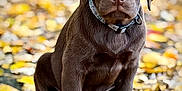 Cyrius a rejoint le concours — aidez-le/la à gagner de superbes lots ! dog, puppy, chocolate_labrador, animal, pet, autumn, fall_leaves, outdoor, nature, cute, sitting, young_dog, collar, brown_fur, close_up, portrait, leaf_litter, seasonal, adorable, daylight