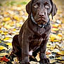 dog, puppy, chocolate_labrador, animal, pet, autumn, fall_leaves, outdoor, nature, cute, sitting, young_dog, collar, brown_fur, close_up, portrait, leaf_litter, seasonal, adorable, daylight