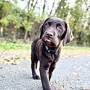 Cyrius a rejoint le concours — aidez-le/la à gagner de superbes lots ! dog, puppy, chocolate_labrador, tongue_out, collar, walking, path, outdoor, trees, leaves, nature, blurred_background, grass, cute, animal, pet, young, playful, fur, canine