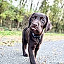 dog, puppy, chocolate_labrador, tongue_out, collar, walking, path, outdoor, trees, leaves, nature, blurred_background, grass, cute, animal, pet, young, playful, fur, canine