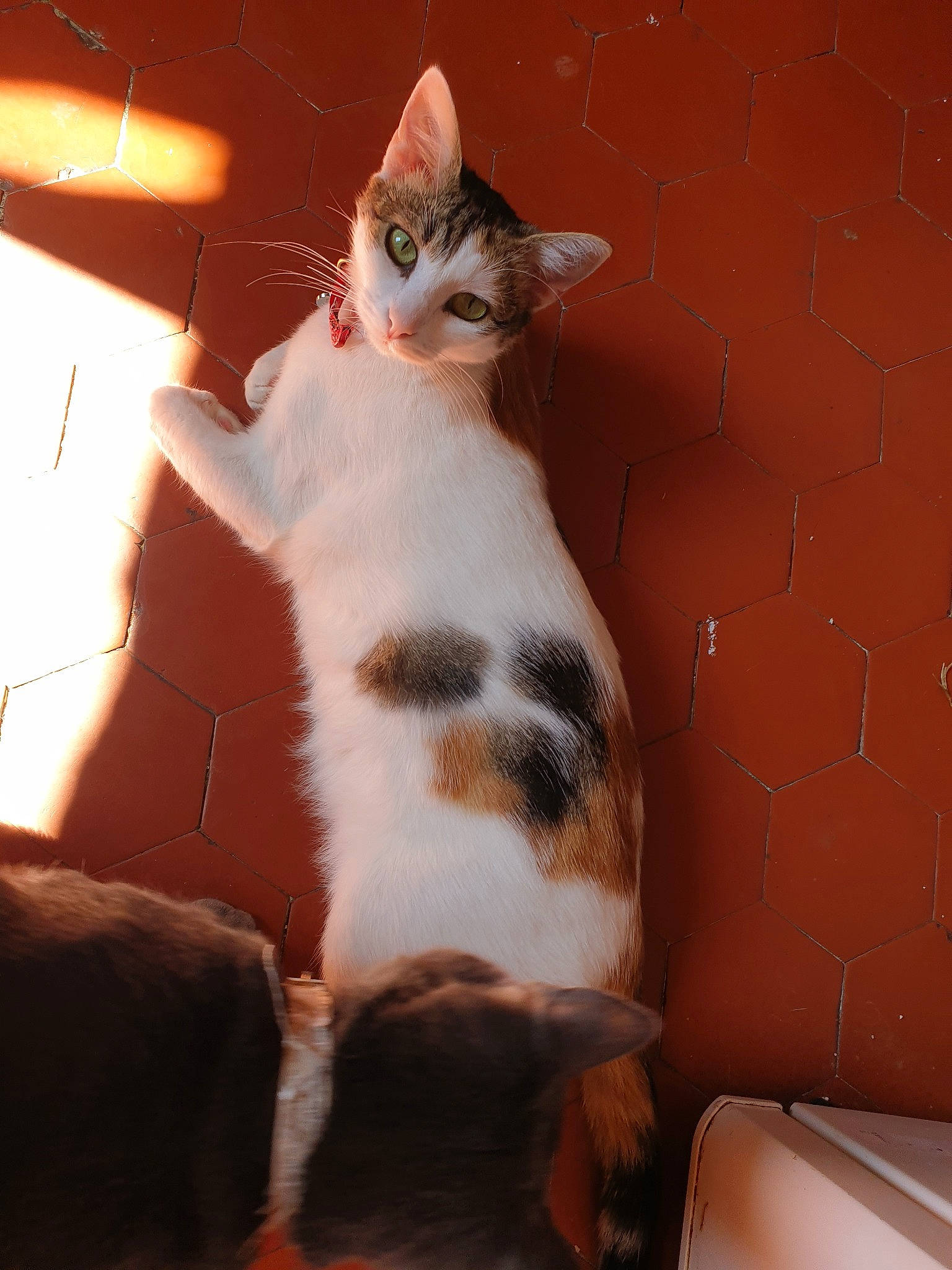 Missa a rejoint le concours — aidez-le/la à gagner de superbes lots !