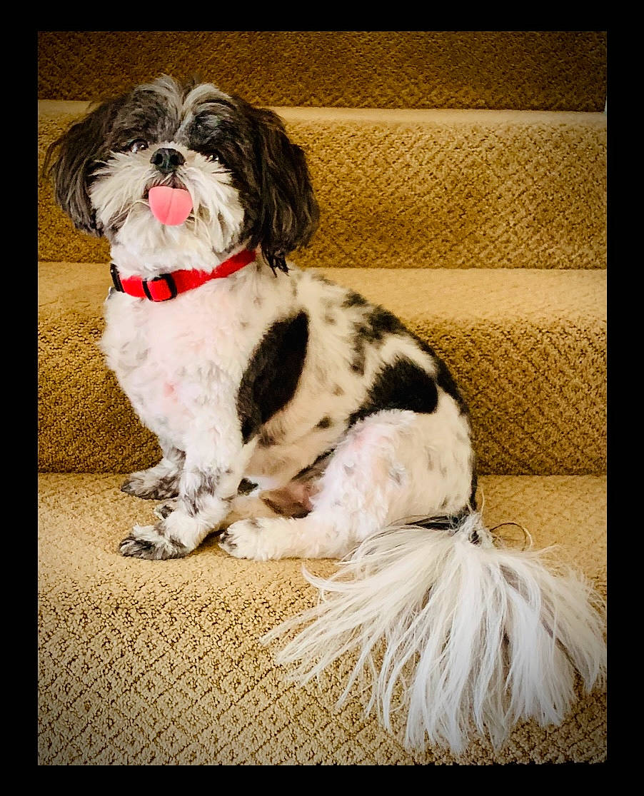 Bravo is registered to the contest to win money with this photo: art, canidae, carnivore, companion_dog, dog, dog_breed, fur, liver, non_sporting_group, pattern, rectangle, terrier, toy_dog, water_dog, working_animal, working_dog