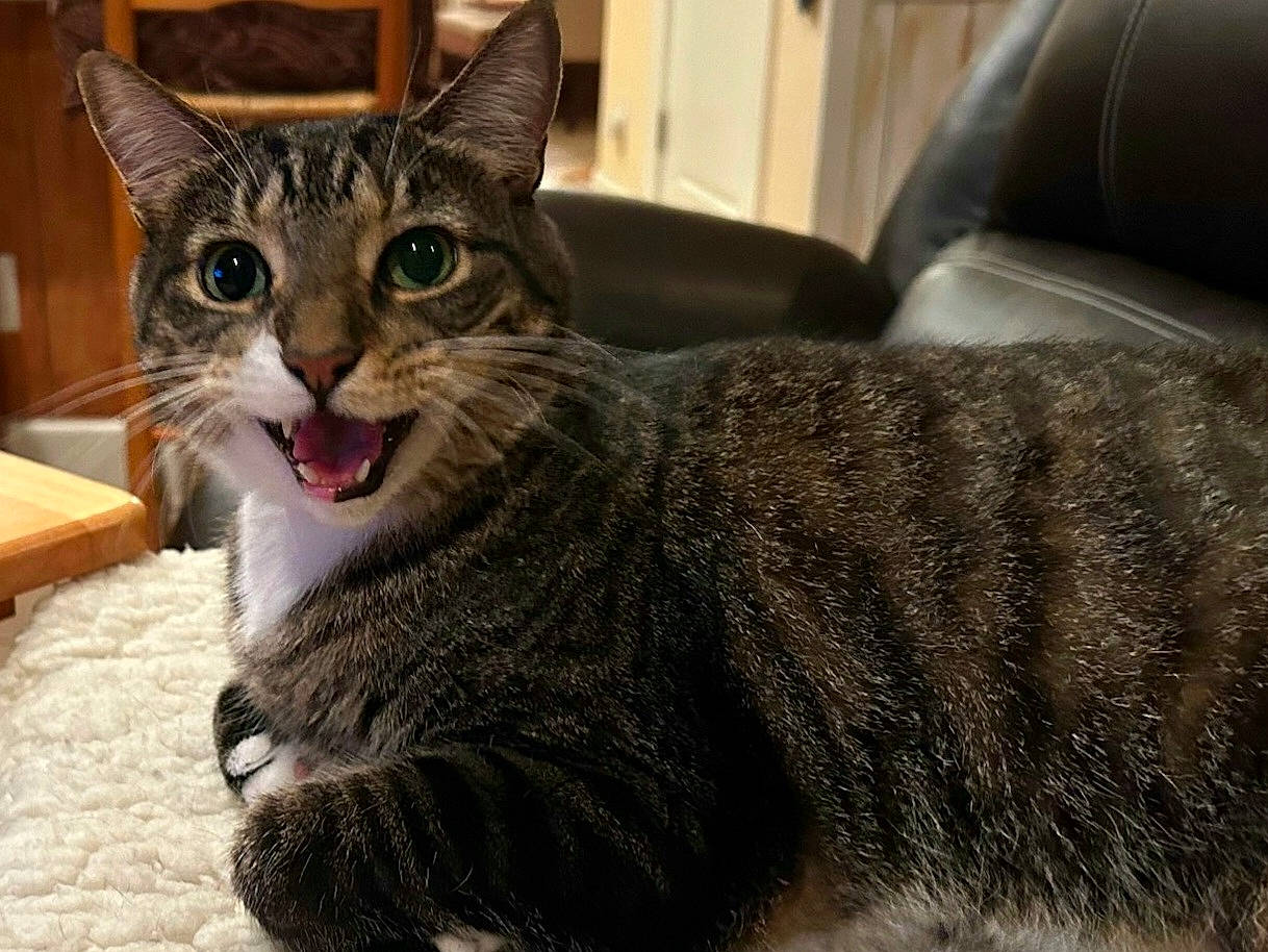 Boone is registered to the contest to win money with this photo: abyssinian, animal, architecture, bodypart, building, cat, chair, couch, cushion, furniture, indoors, kitten, livingroom, manx, mouth, person, pet, room, teeth, tongue