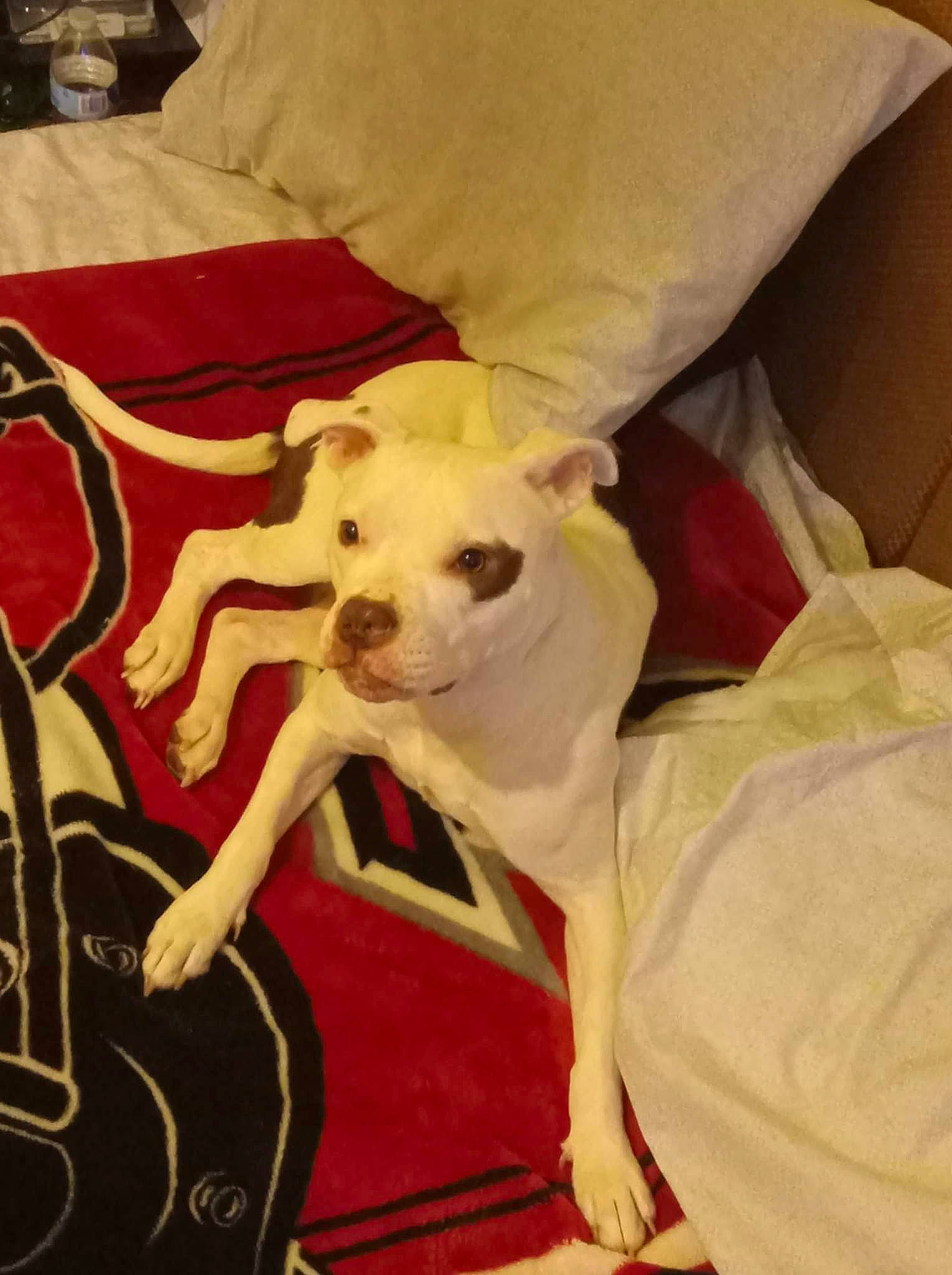 Tesla is registered to the contest to win money with this photo: canidae, carnivore, comfort, companion_dog, couch, dog, dog_breed, dog_clothes, dog_collar, dog_supply, fawn, felidae, furniture, pillow, snout, sporting_group, terrier, toy_dog, whiskers, working_animal